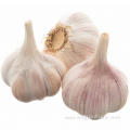 Buy Dried Garlic Vegetable Price